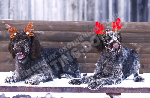 Поздравляем с новым годом!