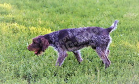 Натаска дратхаара