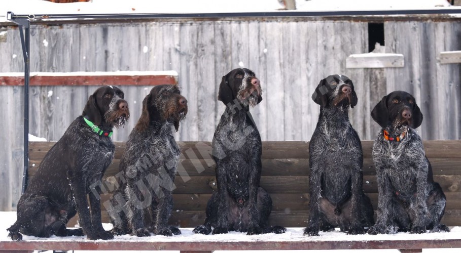 Собака под ключ