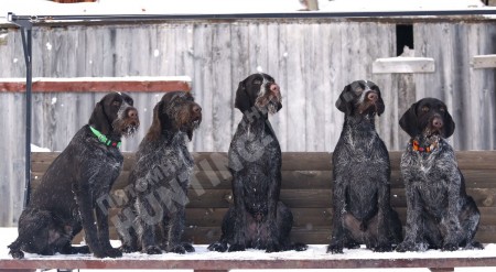 Собака под ключ