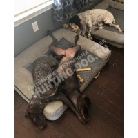 Домашняя передержка Домашняя передержка