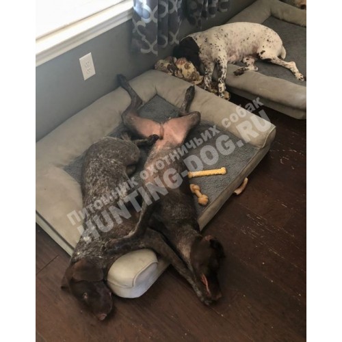 Домашняя передержка Домашняя передержка