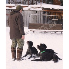 Дрессировка дратхаара Дрессировка дратхаара