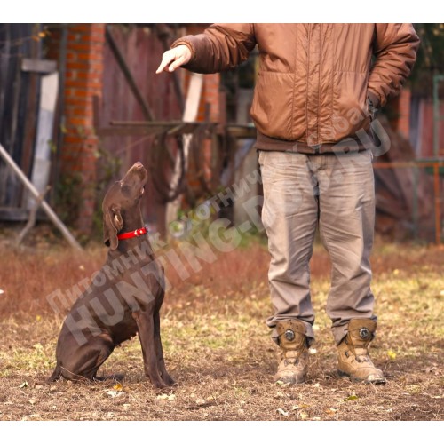 Дрессировка курцхаара Дрессировка курцхаара