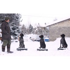 Дрессировка охотничьих собак Дрессировка охотничьих собак