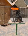 Дрессировка охотничьих собак в питомнике Hunting-dog