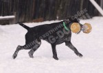 Обучение аппортировке в питомнике Hunting-dog