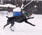 Обучение аппортировке в питомнике Hunting-dog