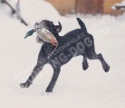 Обучение аппортировке в питомнике Hunting-dog