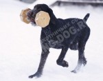Обучение аппортировке в питомнике Hunting-dog