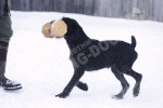 Обучение аппортировке в питомнике Hunting-dog