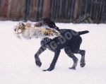 Обучение аппортировке в питомнике Hunting-dog