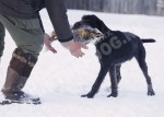 Обучение аппортировке в питомнике Hunting-dog