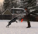 Обучение аппортировке в питомнике Hunting-dog