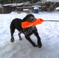 Обучение аппортировке в питомнике Hunting-dog