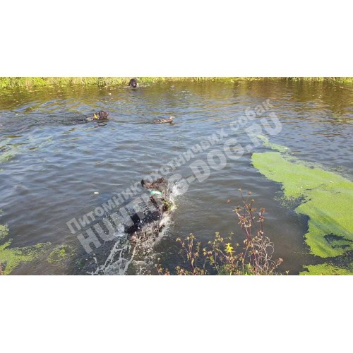 Натаска по утке Натаска по утке