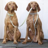 Обучение дрессировке Обучение дрессировке