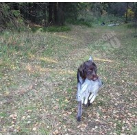 Обучение поиску по следу Обучение поиску по следу