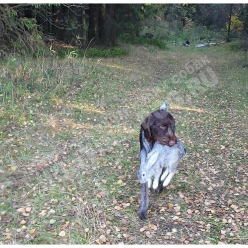 Обучение поиску по следу Обучение поиску по следу