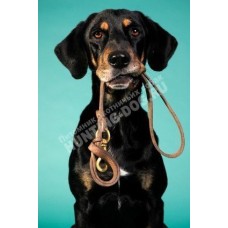 ОКД для собак ОКД для собак