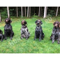 Передержка с дрессировкой Передержка с дрессировкой