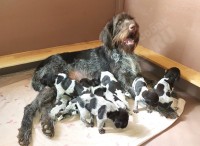 Продаются высокопородные щенки дратхаара