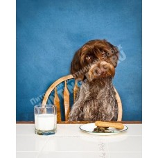 Управляемая городская собака Управляемая городская собака