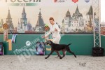 Услуги хендлеров в питомнике дратхааров и курцхааров Hunting-dog