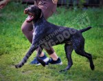 Услуги хендлеров в питомнике дратхааров и курцхааров Hunting-dog