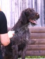Услуги хендлеров в питомнике дратхааров и курцхааров Hunting-dog