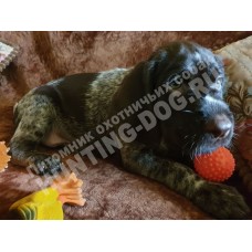 Воспитание щенка Воспитание щенка