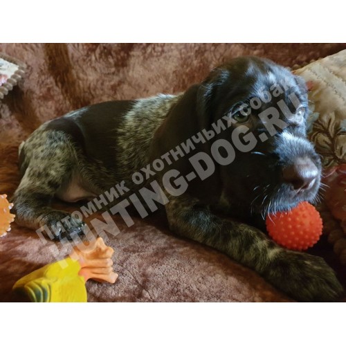 Воспитание щенка Воспитание щенка