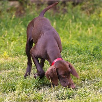 Следовая работа