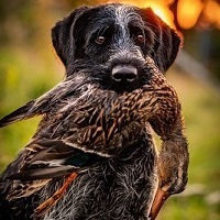 Собака под ключ